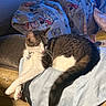 animal, blanket, cat, comfort, couch, cozy, dog_pattern, fleece, fur, indoor, pet, relaxation, resting, sleeping, soft, sunlight, tabby, tail, warm, white