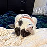 Cleo joined the competition — help win amazing prizes! animal, bedroom, black_spots, cat, closeup, cozy, cute, domestic_animal, fur, furniture, indoor, knitted_blanket, pet, relaxation, resting, sleeping, soft_texture, sweater, warm, white_cat