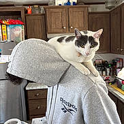 Cleo joined the competition — help win amazing prizes! appliances, black_spots, cabinets, casual_clothing, cat, cat_collar, countertop, food_packages, furniture, grey_hoodie, hoodie, human, indoor, kitchen, person, pet, refrigerator, shoulder, sitting_cat, white_cat