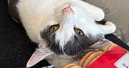Cleo is registered to the contest to win money with this photo: black_surface, cat, close_up, cookie_package, cookies, curtains, domestic_animal, furniture, gray_spots, indoor, lying_down, natural_light, pet, pink_nose, relaxed, table, upside_down, whiskers, white_cat, window