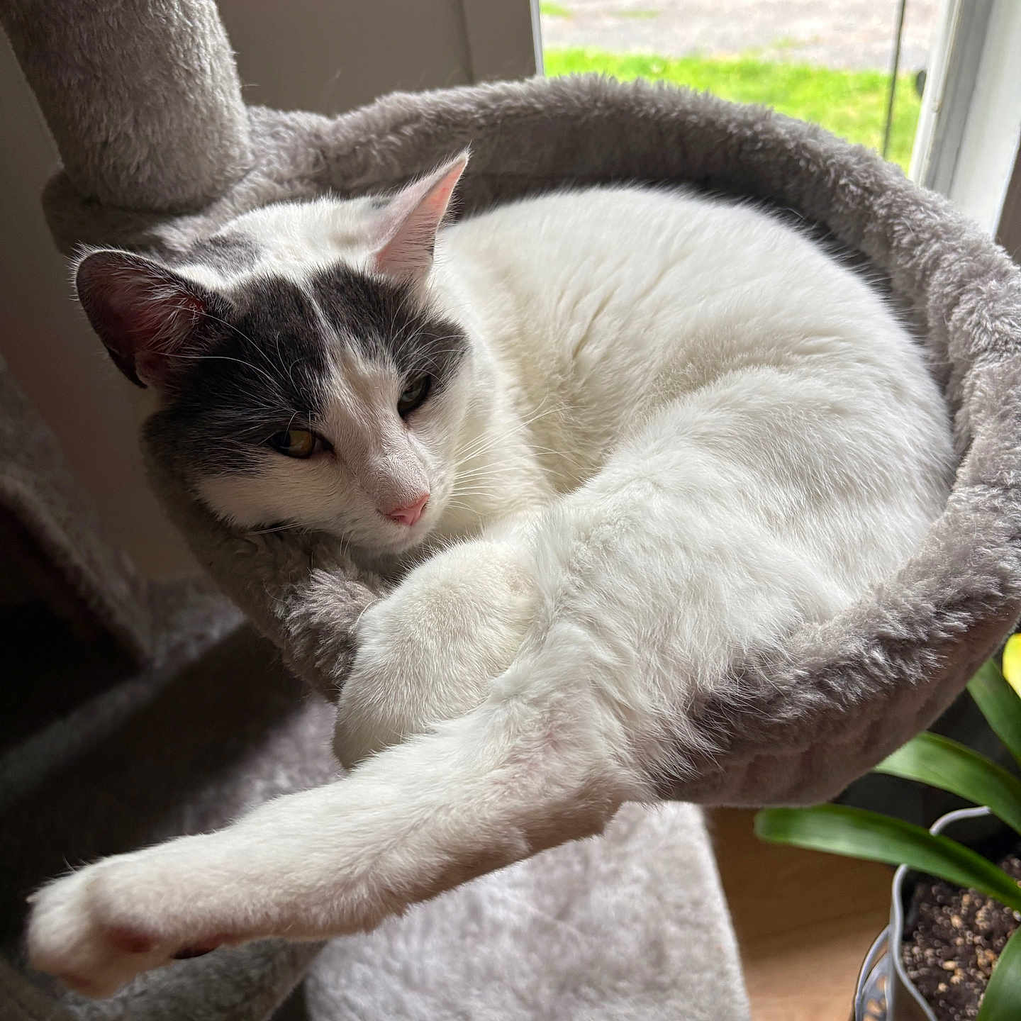 Cleo