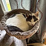 Cleo is registered to the contest to win money with this photo: animal, cat, cat_bed, comfortable, cozy, curled_up, curtain, domestic_animal, feline, fur, gray_and_white_cat, home, indoor, pet, plush, quiet, relaxation, resting, sleeping_cat, window