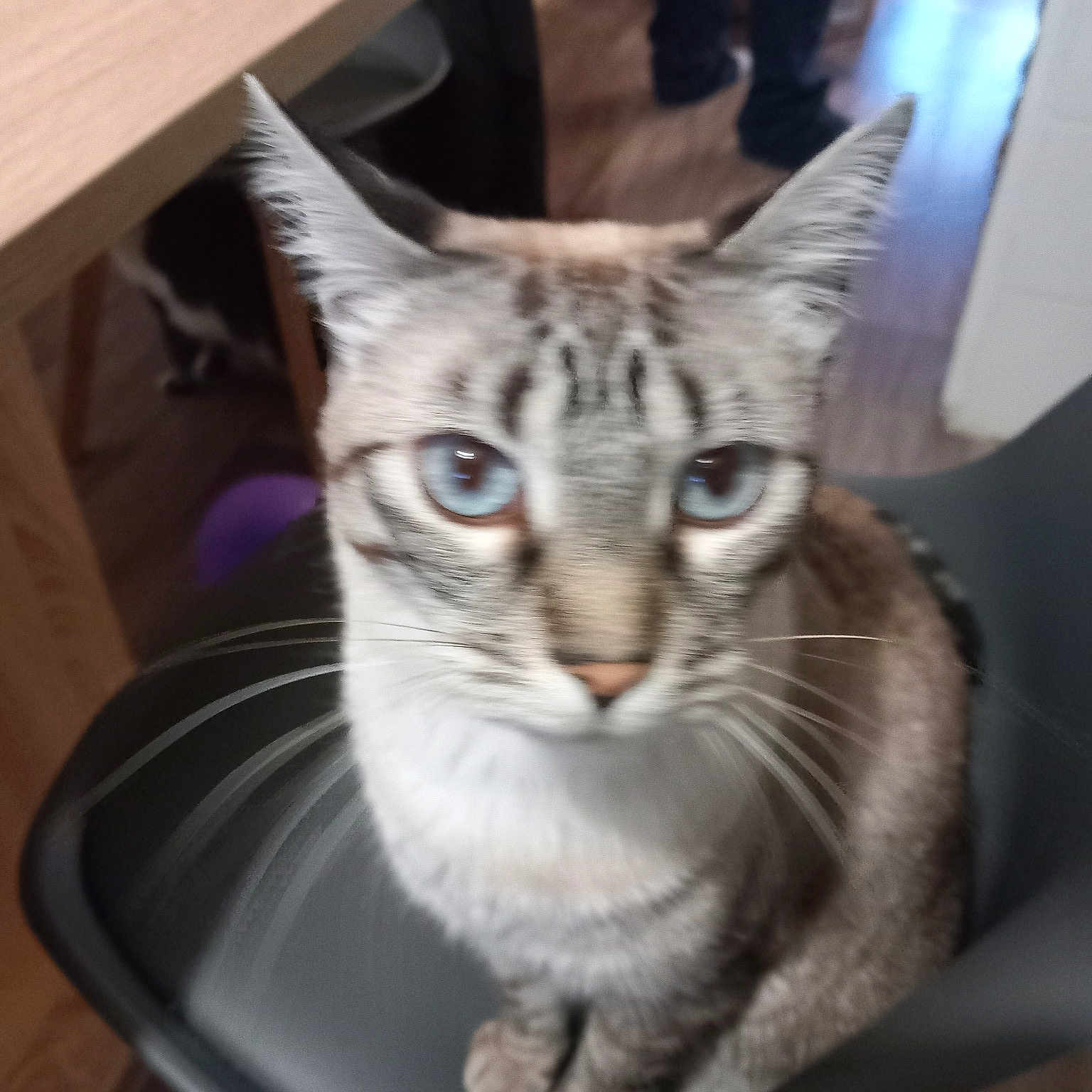 Sibeau