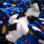 Mystic participe au concours pour gagner de l'argent avec cette photo : cat, black_and_white, sleeping, blanket, colorful, star_pattern, cozy, fur, pet, indoor, relaxing, cute, animal, whiskers, soft, paws, resting, comfortable, domestic, feline
