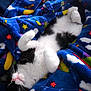 cat, black_and_white, sleeping, blanket, colorful, star_pattern, cozy, fur, pet, indoor, relaxing, cute, animal, whiskers, soft, paws, resting, comfortable, domestic, feline