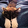Mystic participe au concours pour gagner de l'argent avec cette photo : kitten, cat, paws, sleeping, resting, furry, black_and_white, blanket, cozy, soft, indoors, cute, pet, animal, relaxing, fur, whiskers, closeup, comfort, nap