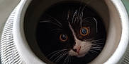 Mystic a rejoint le concours — aidez-le/la à gagner de superbes lots ! cat, black_and_white, vase, curious, peeking, whiskers, eyes, indoor, close_up, texture, round, pottery, animal, cute, feline, face, container, decor, home, surprise
