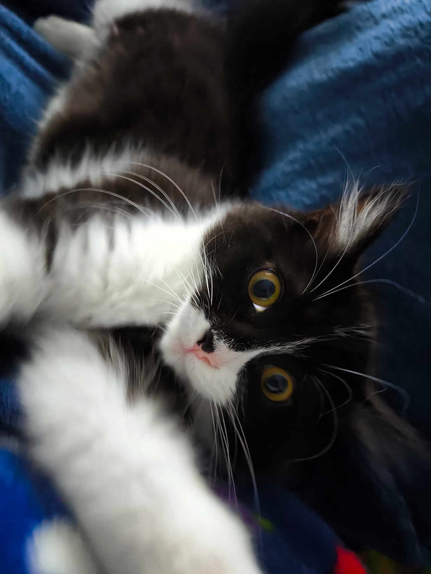 Mystic participe au concours pour gagner de l'argent avec cette photo : cat, tuxedo_cat, yellow_eyes, whiskers, fur, pet, animal, close_up, paw, indoor, blue_background, curious, soft_focus, playful, cute, mammal, domestic_cat, feline, black_and_white, cozy