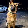 alert, animal, asphalt, canine, car, collar, dog, domestic_animal, ears_up, fur, german_shepherd, mammal, night, outdoor, pet, road, shadow, sitting, street, vehicle