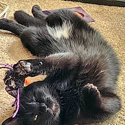 Bart is registered to the contest to win money with this photo: cat, black_cat, pet, playing, toy, carpet, indoor, relaxed, sleepy, feline, paw, whiskers, fur, close_up, household, frame, background, light, white_patch, animal
