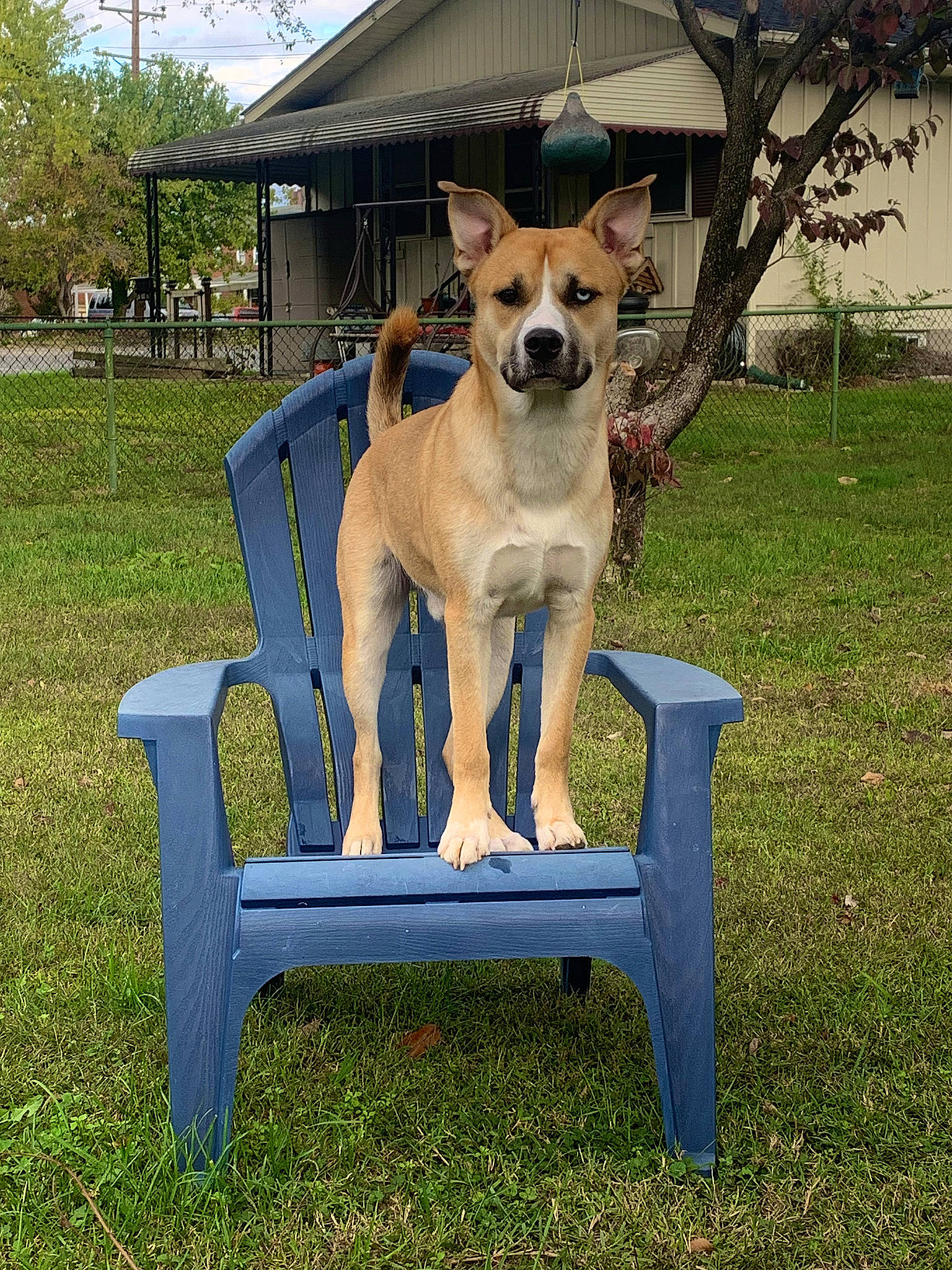 Bucky is registered to the contest to win money with this photo: canidae, carnivore, chair, collar, companion_dog, dog, dog_breed, dog_supply, electric_blue, fawn, grass, herding_dog, outdoor_furniture, pet_supply, plant, sporting_group, tail, tree, working_animal, working_dog