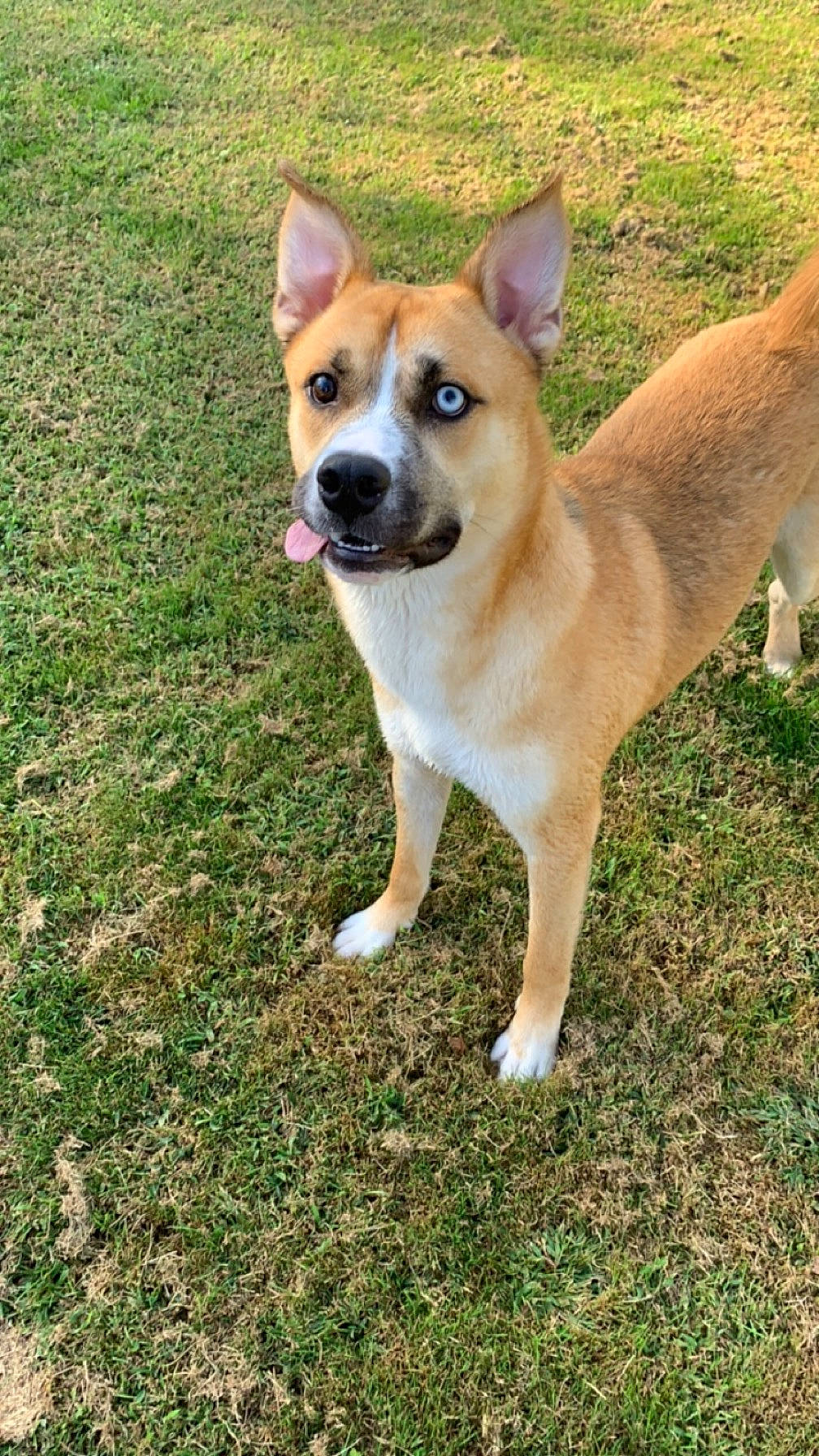 Bucky joined the competition — help win amazing prizes! ancient_dog_breeds, canidae, carnivore, collar, companion_dog, dog, dog_breed, fawn, grass, herding_dog, hunting_dog, non_sporting_group, puppy, snout, sporting_group, tail, terrestrial_animal, whiskers, working_dog