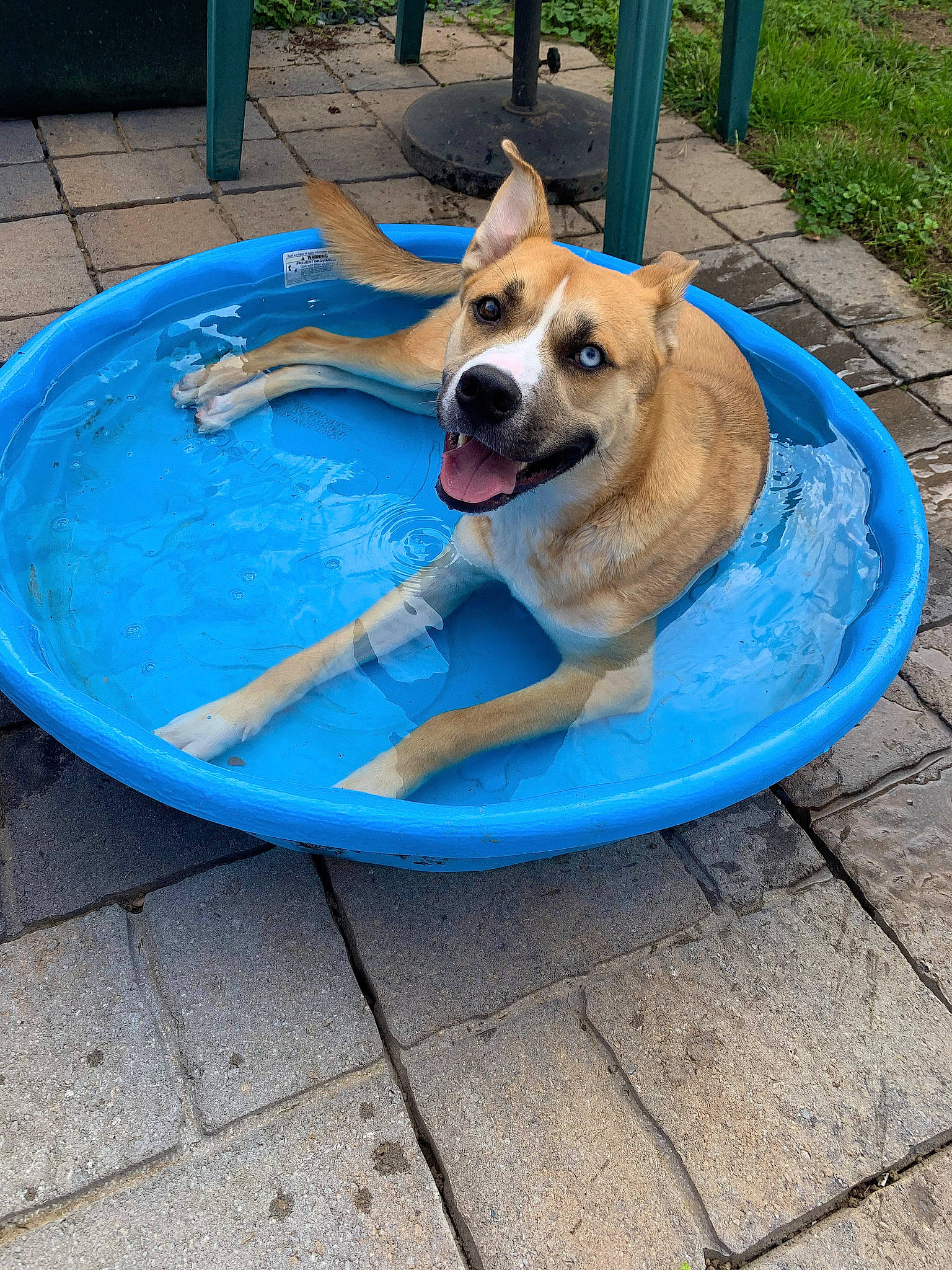 Bucky is registered to the contest to win money with this photo: blue, carnivore, chair, companion_dog, curb, dog, dog_breed, dog_supply, electric_blue, flooring, grass, leisure, outdoor_furniture, recreation, road_surface, sidewalk, sporting_group, tail, water, working_animal