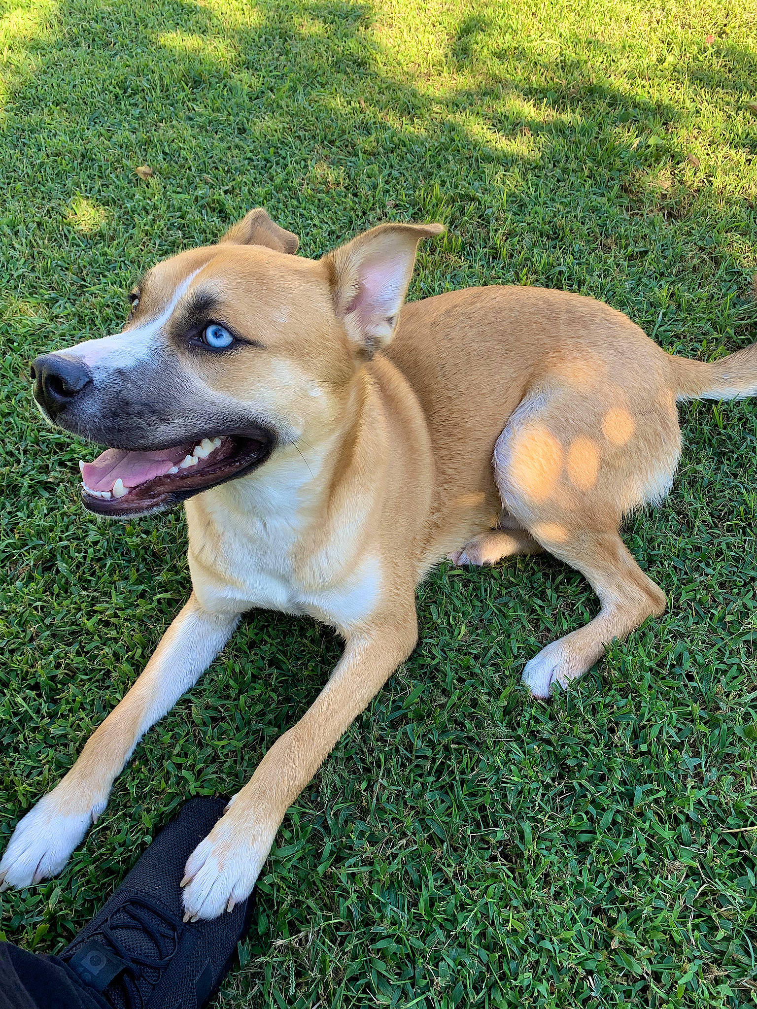 Bucky joined the competition — help win amazing prizes! ancient_dog_breeds, canidae, carnivore, collar, companion_dog, dog, dog_breed, dog_collar, fawn, grass, hunting_dog, non_sporting_group, plant, sporting_group, tail, toy_dog, working_animal, working_dog