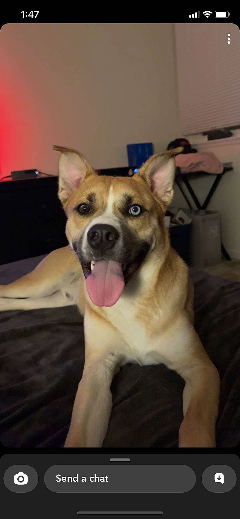 Bucky is registered to the contest to win money with this photo: canidae, carnivore, comfort, companion_dog, dog, dog_breed, ear, fawn, flooring, fur, guard_dog, non_sporting_group, paw, snout, sporting_group, whiskers, working_animal, working_dog, wrinkle