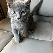 Nebbiu a rejoint le concours — aidez-le/la à gagner de superbes lots ! kitten, gray_cat, pet, indoor, leather_chair, feline, cute, young_cat, whiskers, tail, curious, animal, small, domestic_cat, soft_fur, paw, sitting, looking, closeup, chair