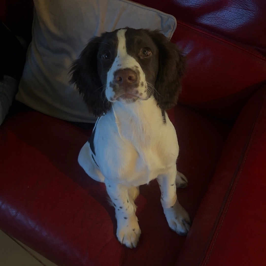 Arlane participe au concours pour gagner de l'argent avec cette photo : animal, brown_and_white, couch, cozy, curious, dog, domestic, floor, floppy_ears, furniture, home, indoor, looking_up, pet, pillow, puppy, red_leather, sitting, tile_floor, young_dog
