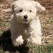 Gouda is registered to the contest to win money with this photo: animal, collar, cute, dirt, dog, ears, energetic, fluffy, fur, grass, jumping, nature, outdoor, pet, playful, puppy, running, sunlight, white, young