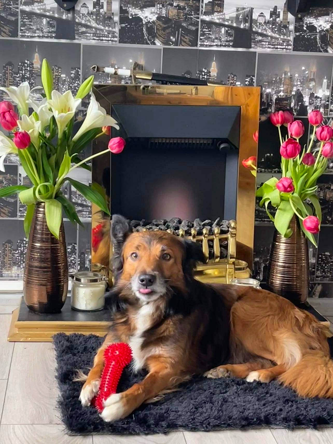 Max is registered to the contest to win money with this photo: building, carnivore, companion_dog, couch, desk, dog, dog_breed, fawn, flooring, flower, flower_arranging, flowerpot, house, houseplant, interior_design, living_room, plant, studio_couch, table, vase