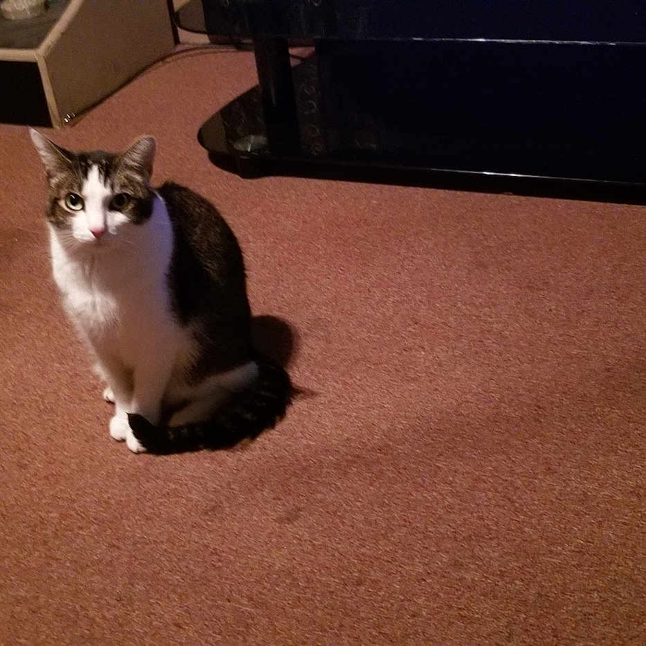 Tucker is registered to the contest to win money with this photo: animal, attention, brown_fur, carpet, cat, cozy, curious, cute, domestic, floor, furniture, home, indoor, looking, pet, room, sitting, tabby, vacuum_cleaner, white_fur