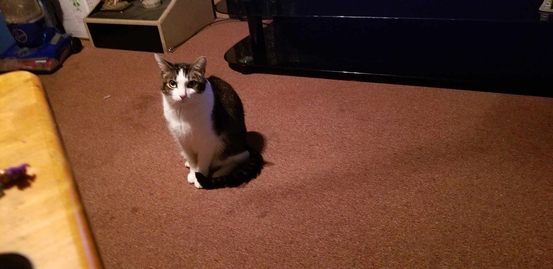 Tucker is registered to the contest to win money with this photo: cat, pet, indoor, carpet, furniture, vacuum_cleaner, animal, cute, curious, tabby, white_fur, brown_fur, sitting, floor, home, domestic, looking, attention, cozy, room