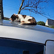 Huguette a rejoint le concours — aidez-le/la à gagner de superbes lots ! cat, sleeping, car_roof, silver_car, outdoor, blue_sky, tree, bare_branches, house, sunny, animal, pet, relaxing, nature, daytime, quiet, resting, fur, peaceful, suburban