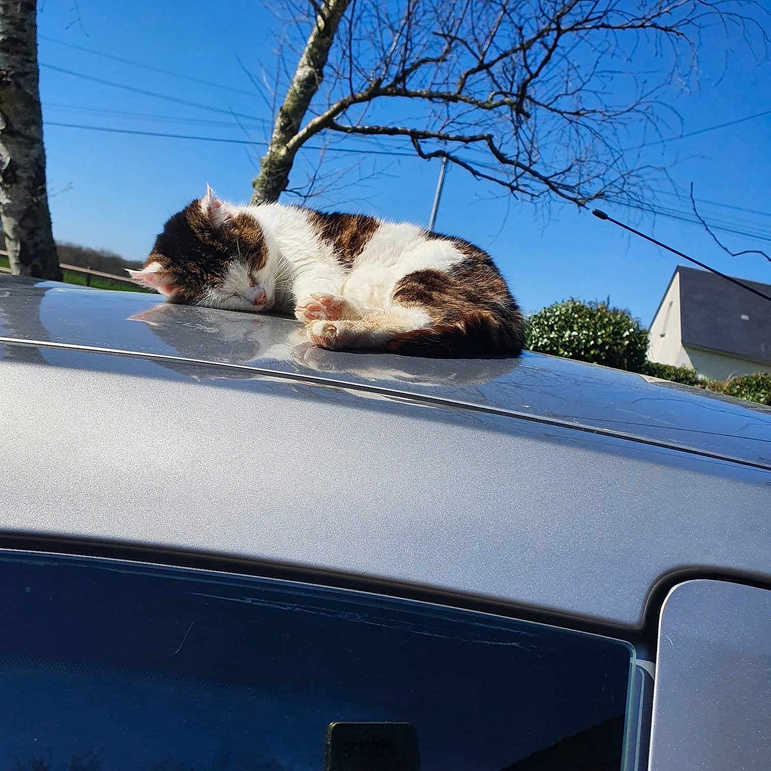 Huguette a rejoint le concours — aidez-le/la à gagner de superbes lots ! cat, sleeping, car_roof, silver_car, outdoor, blue_sky, tree, bare_branches, house, sunny, animal, pet, relaxing, nature, daytime, quiet, resting, fur, peaceful, suburban