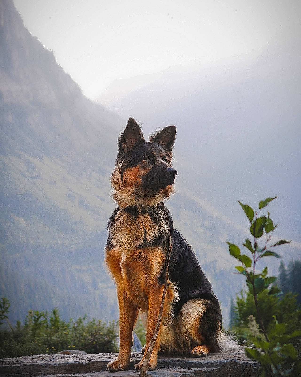 Timber joined the competition — help win amazing prizes! australian_cattle_dog, canidae, carnivore, cloud, companion_dog, dog, dog_breed, east_european_shepherd, fawn, german_shepherd_dog, herding_dog, king_shepherd, mountain, old_german_shepherd_dog, plant, sky, snout, sporting_group, tail, tree