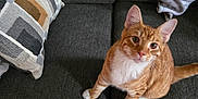 Garfield is registered to the contest to win money with this photo: cat, orange_tabby, white_paws, white_chest, couch, gray_couch, patterned_cushion, blanket, wooden_floor, indoor, pet, curious, sitting, feline, domestic_cat, fur, whiskers, ears, looking_up, home