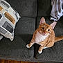 cat, orange_tabby, white_paws, white_chest, couch, gray_couch, patterned_cushion, blanket, wooden_floor, indoor, pet, curious, sitting, feline, domestic_cat, fur, whiskers, ears, looking_up, home