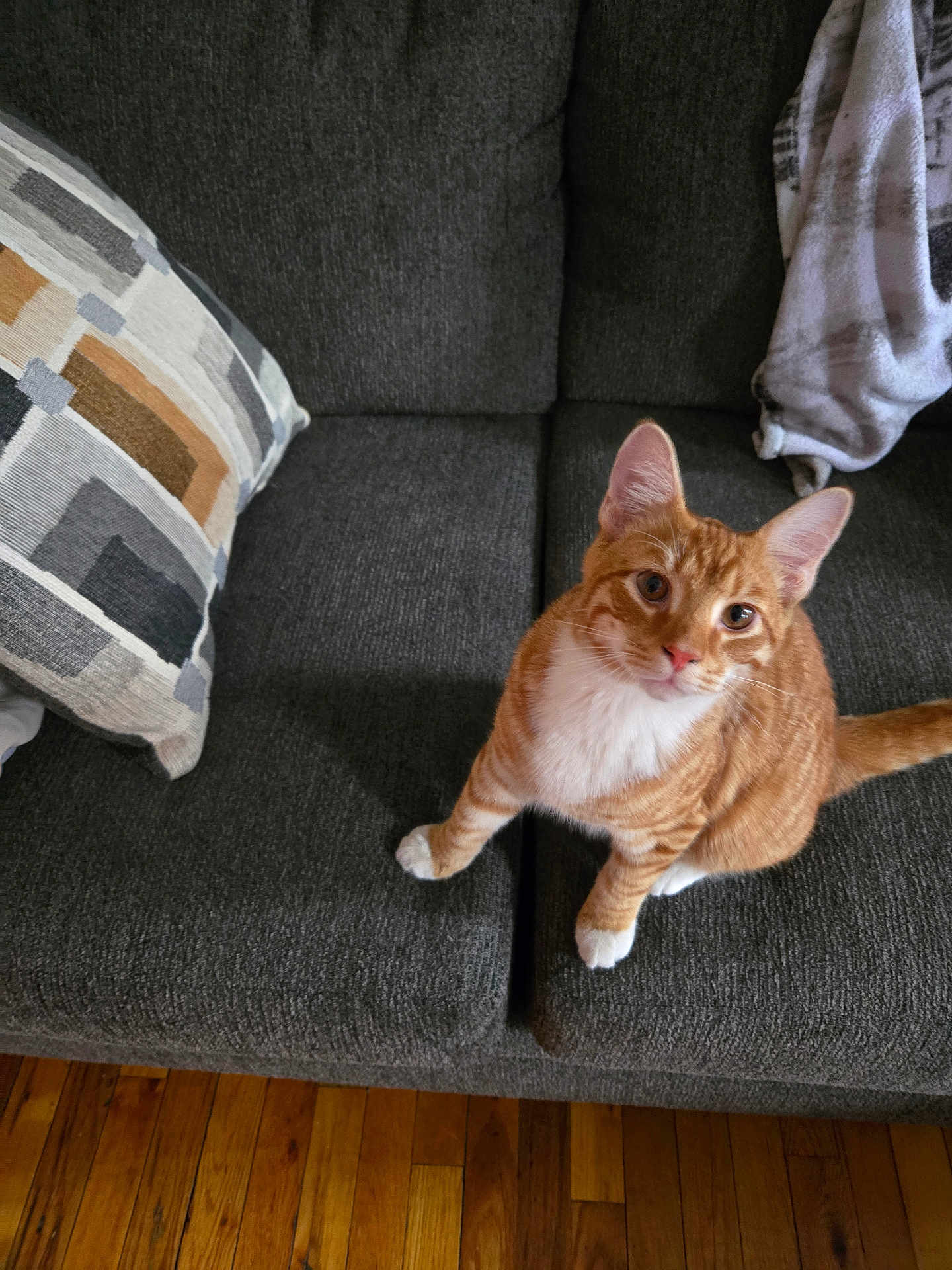 Garfield is registered to the contest to win money with this photo: cat, orange_tabby, white_paws, white_chest, couch, gray_couch, patterned_cushion, blanket, wooden_floor, indoor, pet, curious, sitting, feline, domestic_cat, fur, whiskers, ears, looking_up, home
