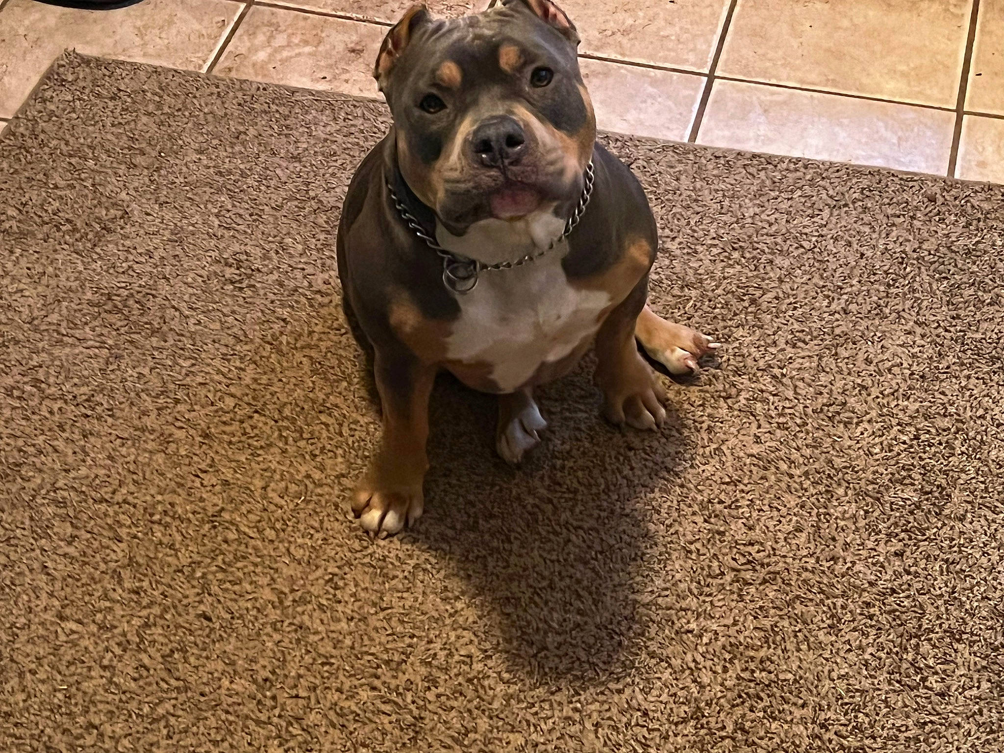 Pua is registered to the contest to win money with this photo: asphalt, carnivore, companion_dog, concrete, dog, dog_breed, fawn, flooring, grass, leash, manhole, manhole_cover, paw, plant, road_surface, sidewalk, snout, sporting_group, working_animal, working_dog