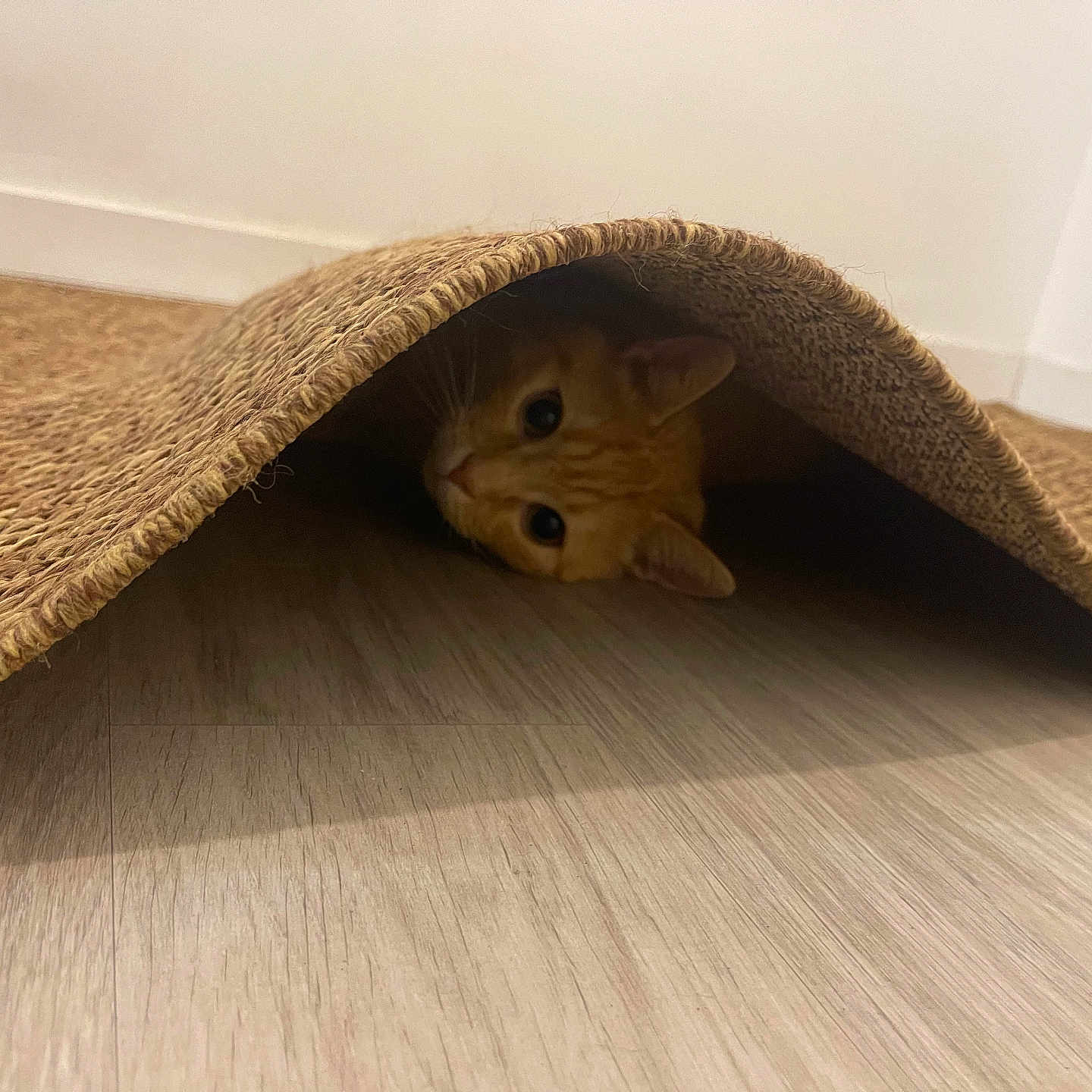 Bébé Chat participe au concours pour gagner de l'argent avec cette photo : abyssinian, animal, blanket, canine, cat, dog, dogbed, hardwood, homedecor, indoors, interiordesign, kitten, pet, quilt, rabbit, rug, wood