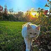 Blink is registered to the contest to win money with this photo: cat, white_cat, outdoor, garden, grass, sunset, sunlight, plants, greenery, rose_bush, nature, animal, pet, walking, fur, daylight, flora, closeup, cute, serene