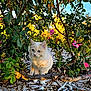 Blink is registered to the contest to win money with this photo: kitten, cat, animal, outdoor, garden, flowers, greenery, nature, sunlight, plants, leaves, curious, young, small, feline, cute, pets, woodchips, bushes, colorful