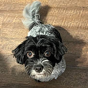 Luna joined the competition — help win amazing prizes! dog, black_and_white, curious, fluffy_tail, wooden_floor, pet, animal, looking_up, indoor, cute, small_dog, fur, adorable, companion, canine, domestic_animal, friendly, close_up, waiting, innocent