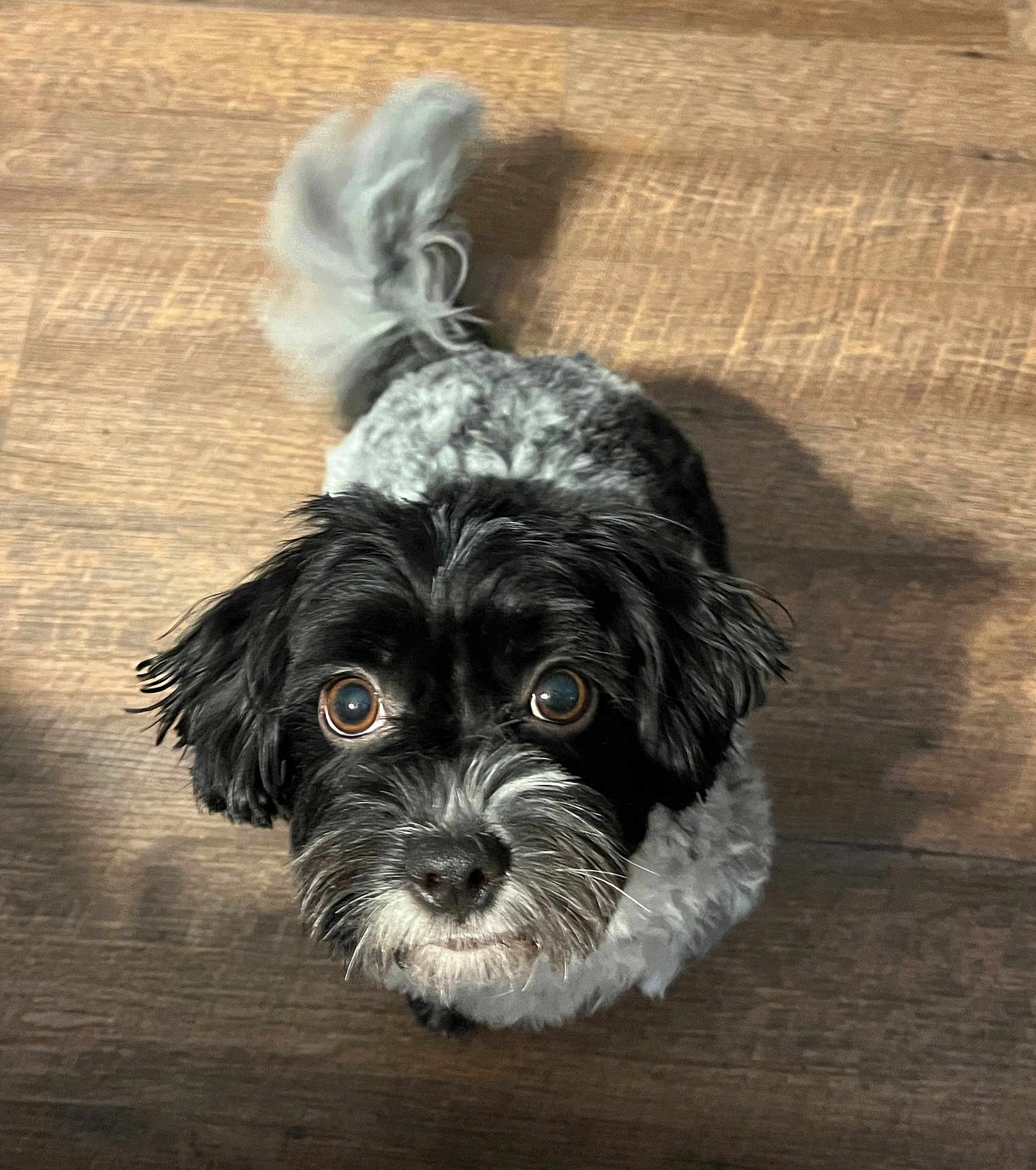 Luna joined the competition — help win amazing prizes! dog, black_and_white, curious, fluffy_tail, wooden_floor, pet, animal, looking_up, indoor, cute, small_dog, fur, adorable, companion, canine, domestic_animal, friendly, close_up, waiting, innocent
