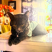 Petunia is registered to the contest to win money with this photo: cat, black_cat, table, collar, charm, indoor, sunlight, shadow, flower, orange, decoration, home, furniture, blurred_background, pet, animal, resting, cozy, domestic, cute