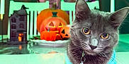 Petunia is registered to the contest to win money with this photo: cat, gray_cat, pet, animal, table, glass_table, halloween, jack_o_lantern, pumpkin, candle, decorations, indoor, holiday, festive, costume, curious, face, ears, whiskers, collar