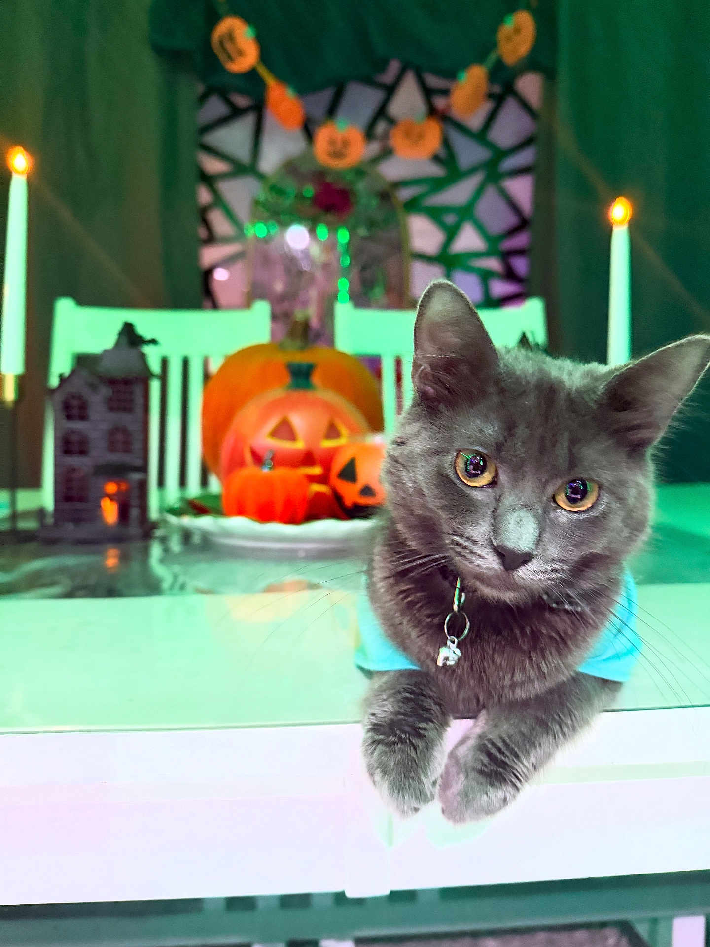 Petunia is registered to the contest to win money with this photo: cat, gray_cat, pet, animal, table, glass_table, halloween, jack_o_lantern, pumpkin, candle, decorations, indoor, holiday, festive, costume, curious, face, ears, whiskers, collar