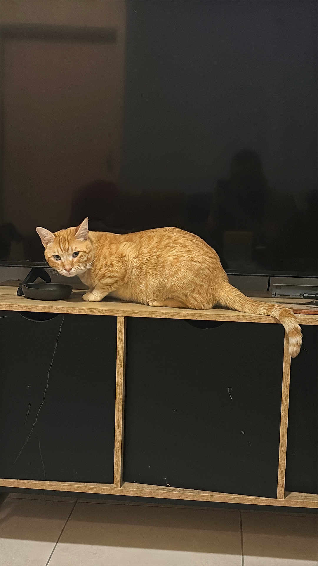 Muscat participe au concours pour gagner de l'argent avec cette photo : cat, orange_tabby, feline, pet, domestic_animal, wooden_cabinet, black_cabinet_doors, television, reflection, indoor, floor_tiles, curious, animal, fur, whiskers, ears, tail, side_view, looking, still