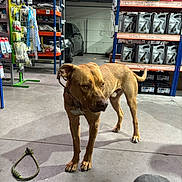 Taiko participe au concours pour gagner de l'argent avec cette photo : dog, brown_dog, pet, animal, indoor, warehouse, shelves, industrial, concrete_floor, toy_rope, container, car, storage, collar, floor, shadow, attention, standing, object, background