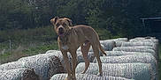 Taiko a rejoint le concours — aidez-le/la à gagner de superbes lots ! dog, hay_bales, outdoor, farm, field, tree, grass, sky, nature, animal, brown_dog, netting, rural, canine, standing, daytime, pets, landscape, agriculture, happy_dog