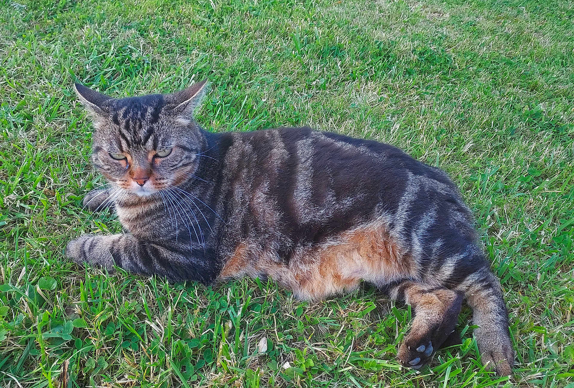 Câlin