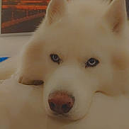 Serge a rejoint le concours — aidez-le/la à gagner de superbes lots ! animal, art, background, bed, blue_eyes, calm, canine, close_up, cozy, dog, ears, fluffy, furry, indoor, nose, painting, pet, portrait, resting, white_dog