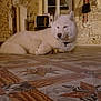 dog, white_dog, blue_eyes, indoor, floor_tiles, stone_wall, window, radiator, collar, resting, lying_down, pet, animal, mammal, fur, ears, snout, domestic_dog, quiet, room