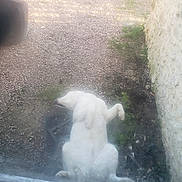 Serge a rejoint le concours — aidez-le/la à gagner de superbes lots ! dog, white_dog, lying_down, outside, gravel, dirt, stone_wall, greenery, window, paw, relaxed, animal, pet, canine, outdoor, resting, fur, nature, ground, daylight