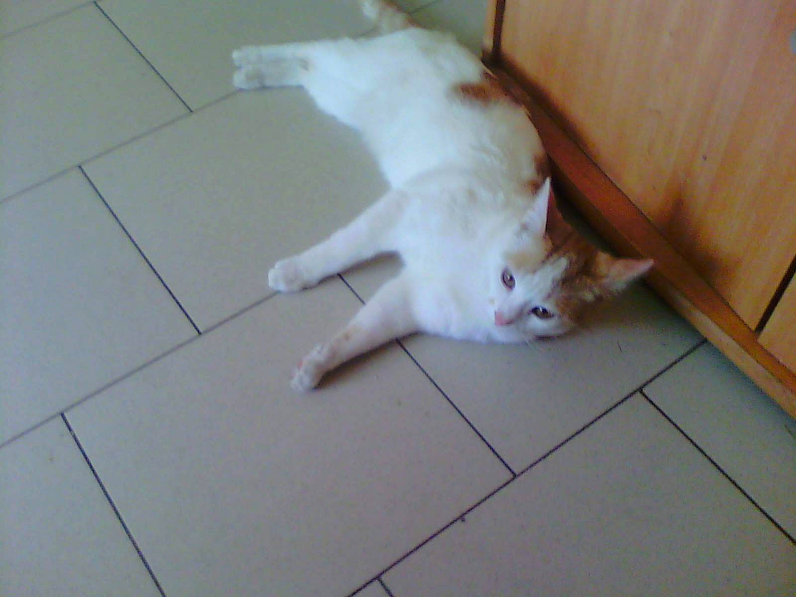 Moustique participe au concours pour gagner de l'argent avec cette photo : carnivore, cat, companion_dog, dog_breed, domestic_short_haired_cat, fawn, felidae, floor, flooring, foot, fur, hardwood, paw, small_to_medium_sized_cats, snout, tail, tile, tile_flooring, whiskers, wood