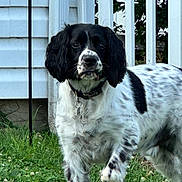 Barkley joined the competition — help win amazing prizes! dog, black_and_white, spaniel, grass, outdoor, pet, animal, fence, house, collar, paw_raised, ears, fur, side_view, daylight, nature, curious, standing, background, yard