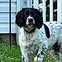 animal, background, black_and_white, collar, curious, daylight, dog, ears, fence, fur, grass, house, nature, outdoor, paw_raised, pet, side_view, spaniel, standing, yard